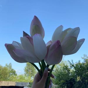 博学的旭日9tH 头像