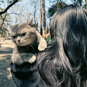 猫头短剧 头像