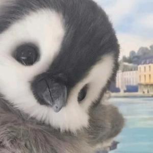 来自北极洲的南极企鹅 头像