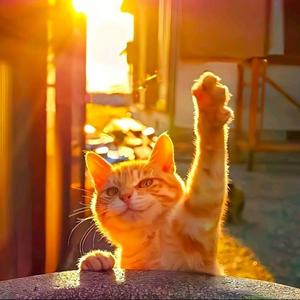 橘子味的橙子 头像