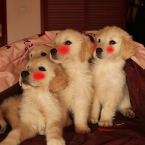 九品芝麻铲屎官 头像