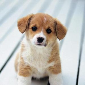 小蛋闯天下 头像