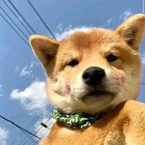 广东在逃厕所王子 头像
