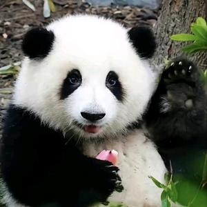 无感 头像