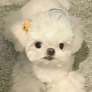 无拘无束的蒋小黑 头像