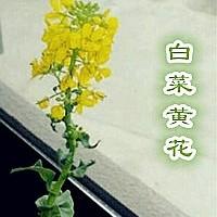 白菜黄花头像