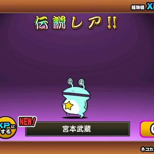 又菜又傻又爱玩猫咪大战争 头像