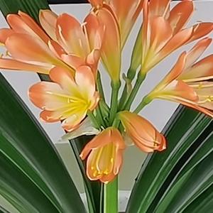 岭南小知日 头像