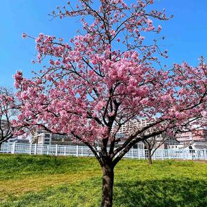 移居到日本的Riri 头像