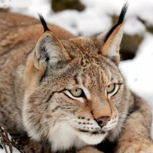 BOB山猫 头像