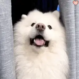 萌宠百科大全 头像