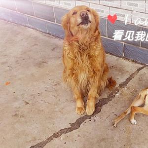 博麟十三金 头像