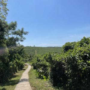 百事通小椰 头像