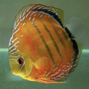 联想星辰影视 头像