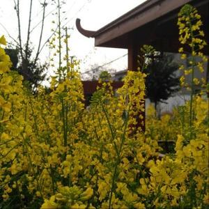 那天回桥南 头像