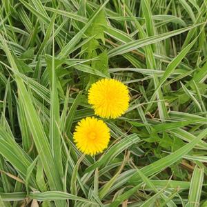 英语小达人 头像