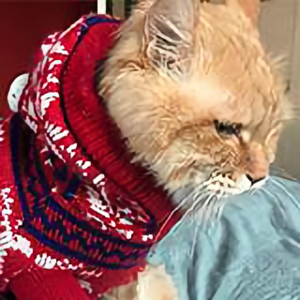 山下的小土豆 头像