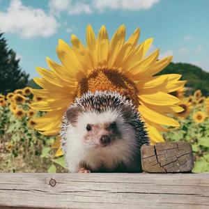 豹咪妈妈爱唱歌 头像