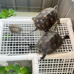 奚悦的萌宠之家 头像