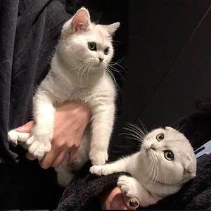 乐乐爆乐翻天 头像