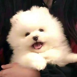 不然爱吃椰子鸡 头像