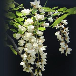 一颗大南瓜 头像