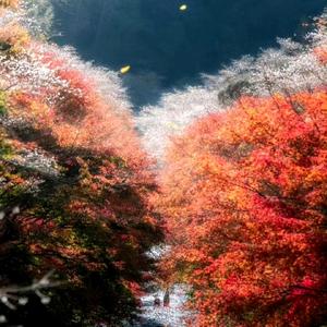 国学的智慧 头像