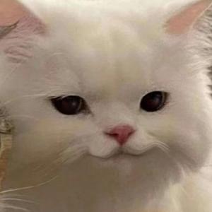 18的猫咪一枝花 头像