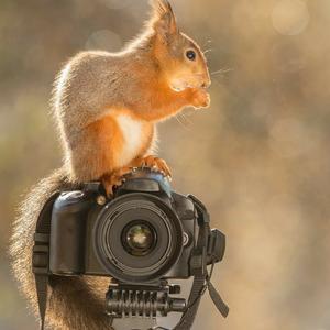 月亮与小松鼠 头像