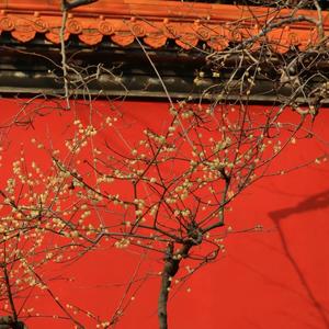 花开不开都富贵 头像