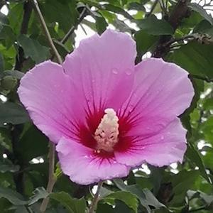 大撒把2020 头像