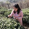 信阳毛尖怀文茗茶头像