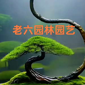 老六园林设计 头像