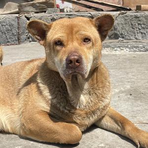 文祥爱养狗 头像