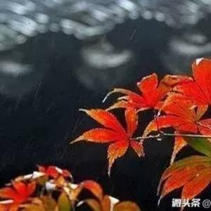 无根的草16
