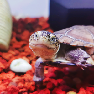 进击的爬爬（养龟版） 头像