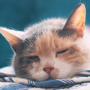 猫猫娱乐记 头像