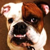 狗狗的亲子课堂 头像