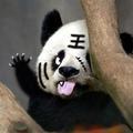 熊猫YOU情感 头像