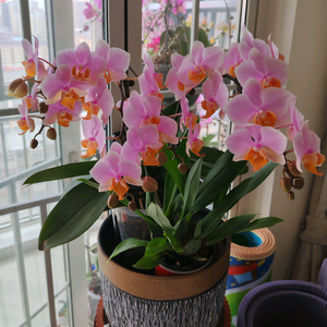 卖家电的说书人 头像