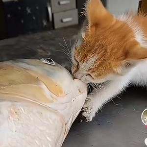 猫哥头像