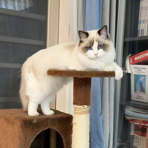 团团是只猫 头像