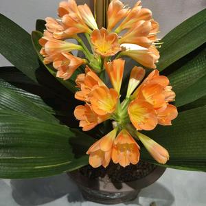 悠闲安逸生活家Hu