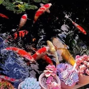 奥利仕鱼池过滤器ly 头像