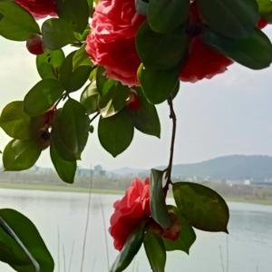 梅雨季节青梅已褪去青涩一脸的潮红写着万般祈盼懂的人不用引介直扑她 今日头条