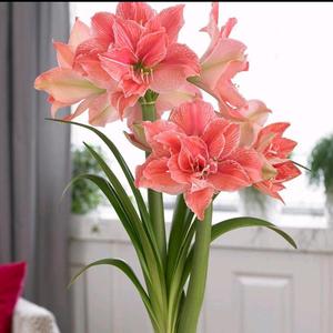 阿卜爱养花 头像