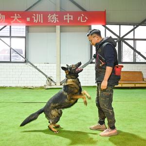 李凯训犬头像