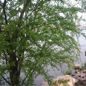 痞子蔡先生 头像