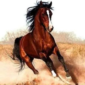 辉哥：带你看八卦 头像