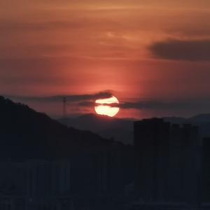 红博9016